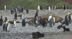 Elephant Seal, fur seals, Kings - at SP