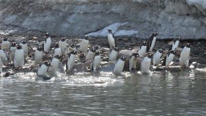 Gentoos entering water